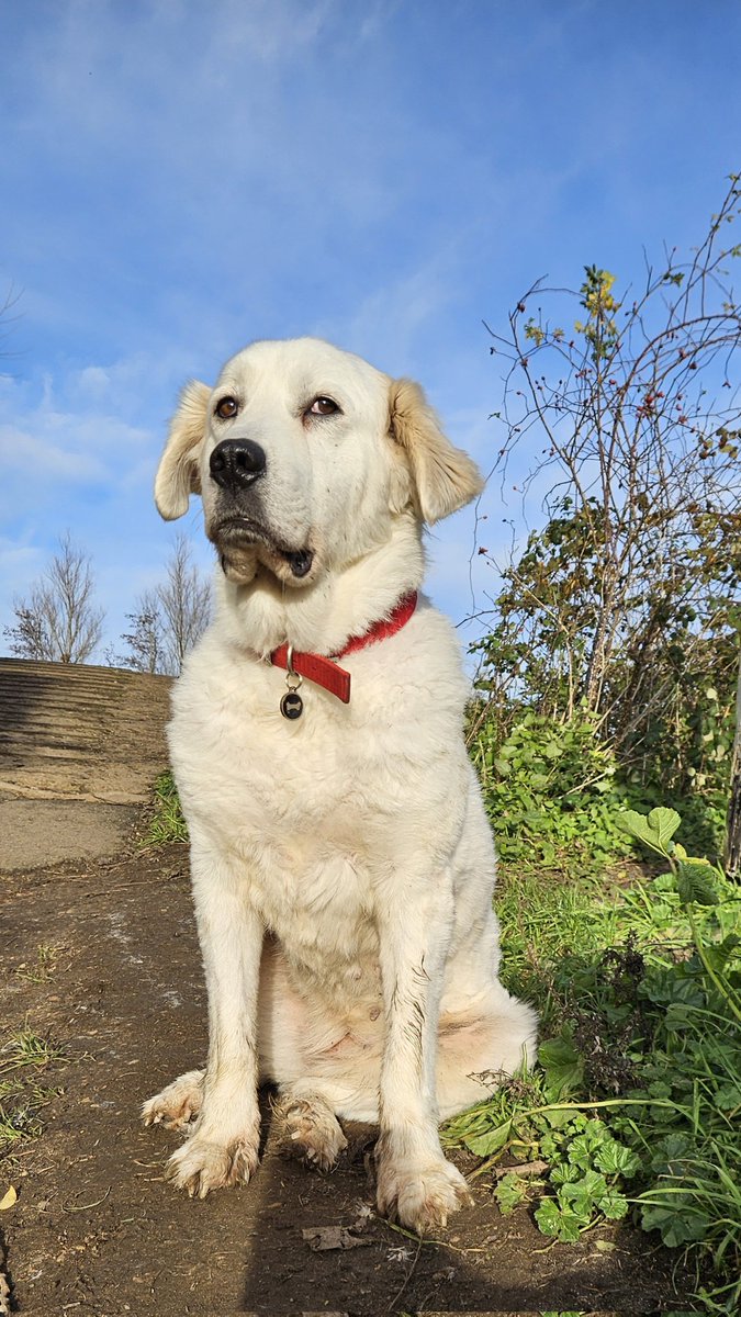 Powazna Milka? Kto sie nabierze? #Milka