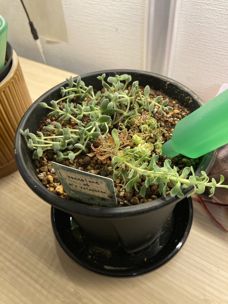 kazdd2's tweet photo. 観葉植物の鉢植えを２号アップ🪴 https://t.co/OCNa32w8BN