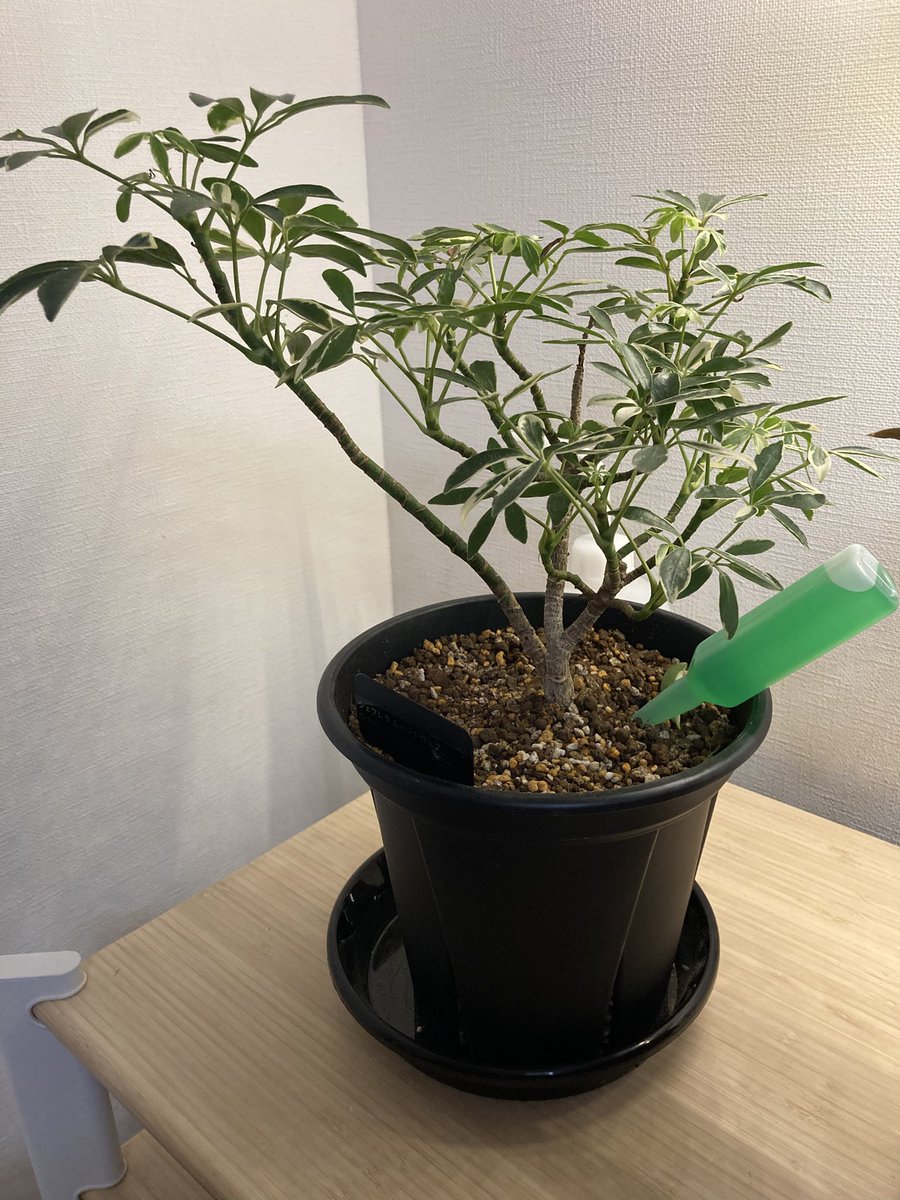 kazdd2's tweet photo. 観葉植物の鉢植えを２号アップ🪴 https://t.co/OCNa32w8BN