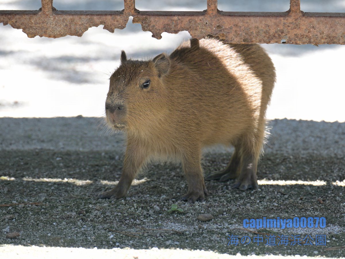 仔カピ」 2024/07/20 海の中道海浜公園 Nikon Z8 NIKKOR Z 28-400mm f