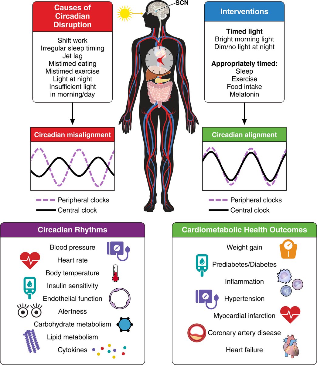 siimland's tweet image. Circadian disruption is now considered a risk factor for cardiometabolic disease

Statement from The American Heart Association: ahajournals.org/doi/10.1161/CI…

Circadian clock dysfunction is also starting to be considered a hallmark of aging: youtu.be/PNLVLtW9rx0
