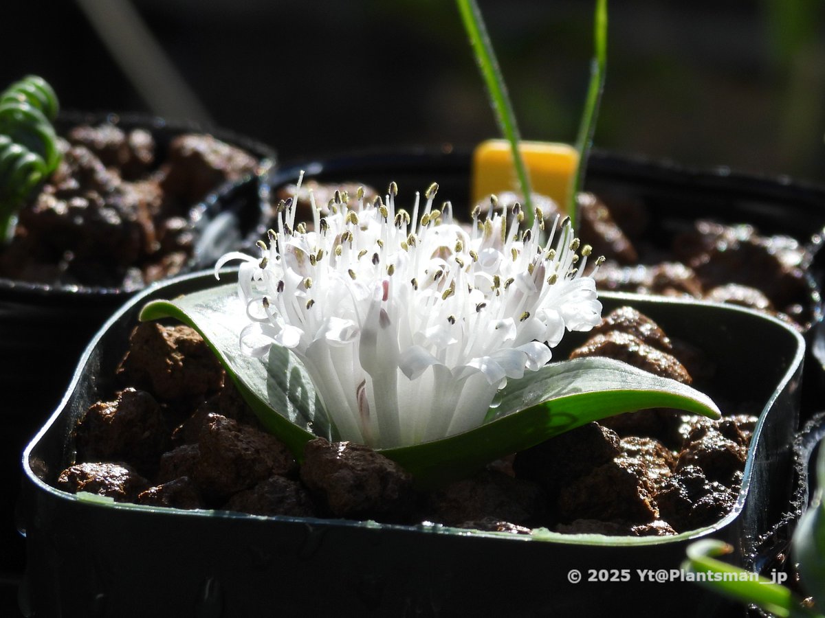 Yt (@Plantsman_jp) / Posts / X