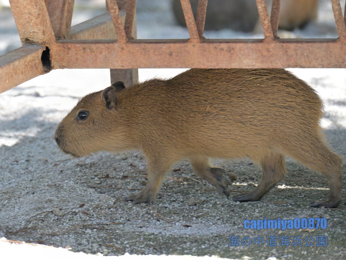 カピバラ 仔カピ走る」 2024/07/20 海の中道海浜公園 Nikon Z8 NIKKOR Z 28
