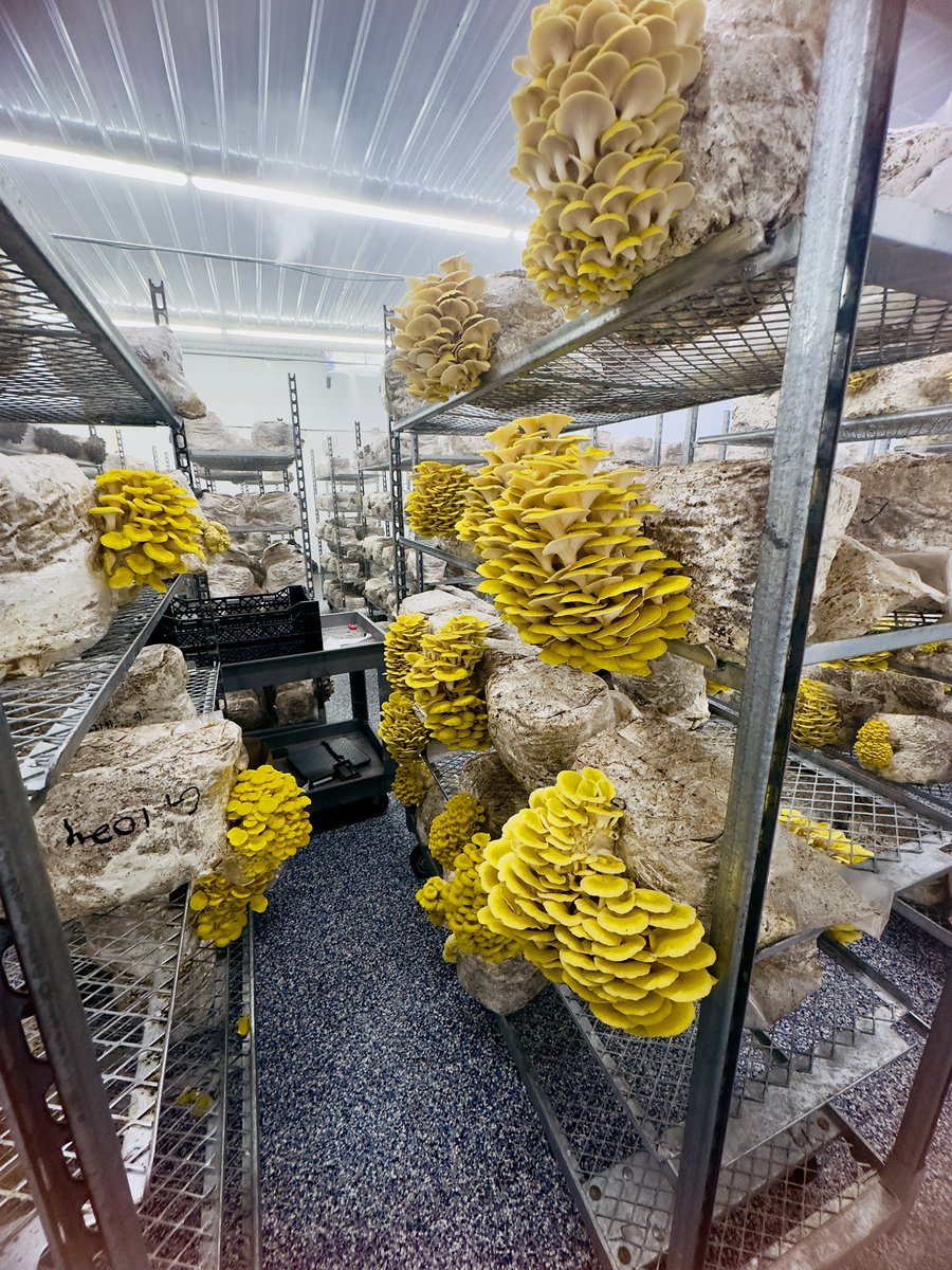 GaiaNeuTrina's tweet photo. Golden Oysters: The Funky Sunshine Shrooms That'll Rock Your Mycoworld!

Yo, fungi fam! Meet Pleurotus citrinopileatus: the Golden Oyster mushroom, aka the lemony disco diva of the mushroom kingdom! These bad boys glow like buried treasure with their vibrant yellow caps that scream "party in the substrate!" 😎🍄

Fun Factoids to Flex Your Mycoknowledge:
-Origin Vibes: Native to Asia, but they've globe-trotted to gardens worldwide. Think of 'em as the international jet-setters of edibles!
- Growth Groove: Super easy to cultivate on straw, wood chips, or even coffee grounds. Spawn 'em at 75-85°F, fruit at 60-75°F – boom, clusters of golden goodness in 2-3 weeks! Pro tip: They love humidity like a spa day (80-90%).
- Flavor Flash: Taste like a zesty citrus-nut explosion – perfect for stir-fries, tacos, or vegan "scallops." Nutritionally? Packed with protein, antioxidants, B-vitamins, and immune-boosting beta-glucans. Heal while you meal! 💪✨
- Eco-Warrior Mode: These decomposers munch on waste, turning trash into gourmet gold. Sustainable superstars helping fight food waste one pin at a time.

But wait, funky warning: They're phototropic, they grow towards light like sun-worshipping yogis! And watch for green mold rivals; keep it clean, queens.

Who's ready to golden-ize their grow op? Drop your oyster tales below! #GoldenOysters #MycologyMagic #FungiFun #OneGaia #ShroomSquad 🟡🍄✨