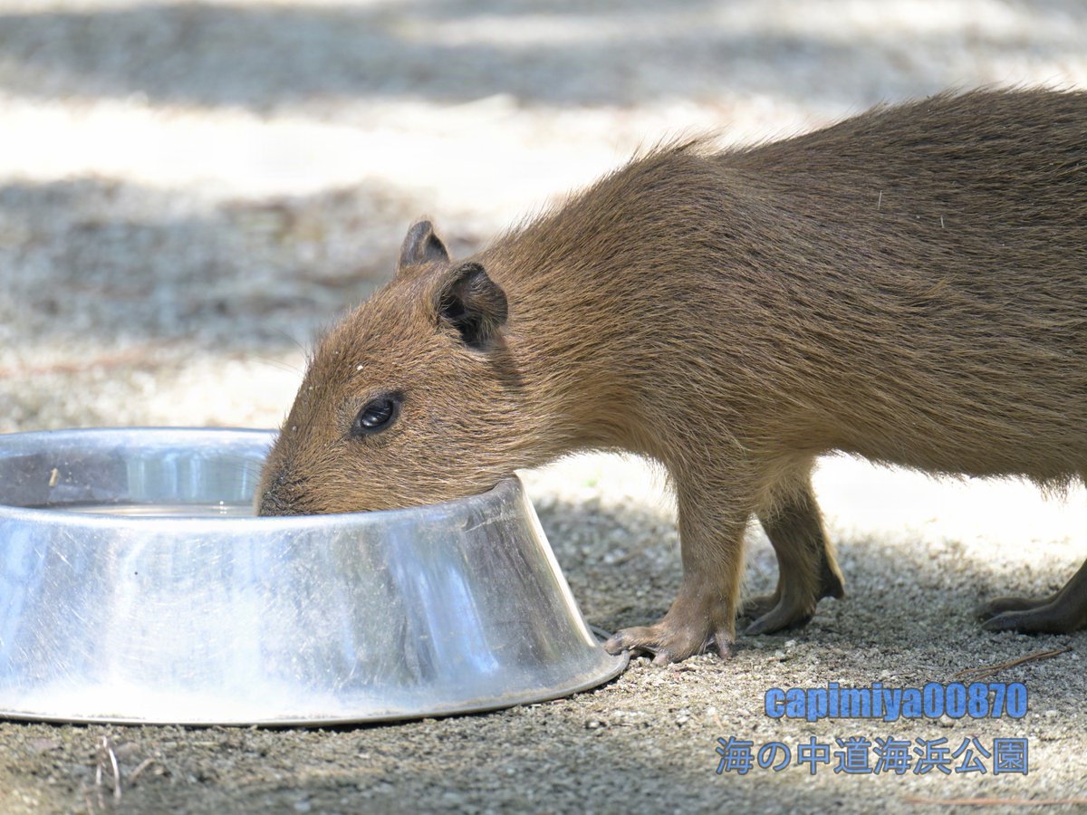 仔カピの水分補給」 2024/07/20 海の中道海浜公園 Nikon Z8 NIKKOR Z