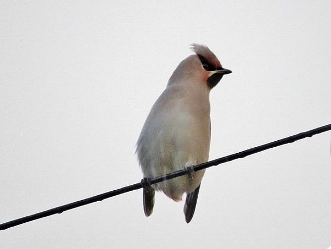 GordonBlackett's tweet photo. One of the Waxwings at Crook this afternoon was missing its tail feathers but still managed to fly off towards Howden-le-Wear with the rest of the flock. @teesbirds1 https://t.co/ZNeZpJV7CO