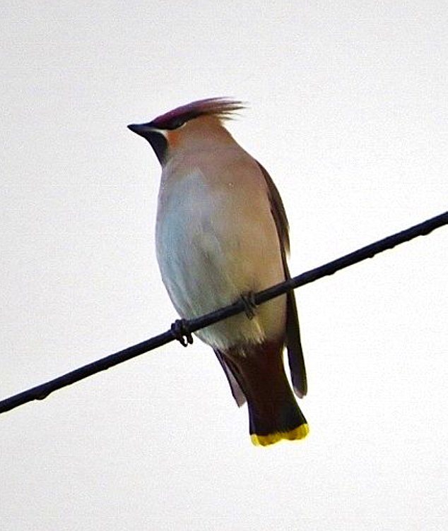 GordonBlackett's tweet photo. One of the Waxwings at Crook this afternoon was missing its tail feathers but still managed to fly off towards Howden-le-Wear with the rest of the flock. @teesbirds1 https://t.co/ZNeZpJV7CO