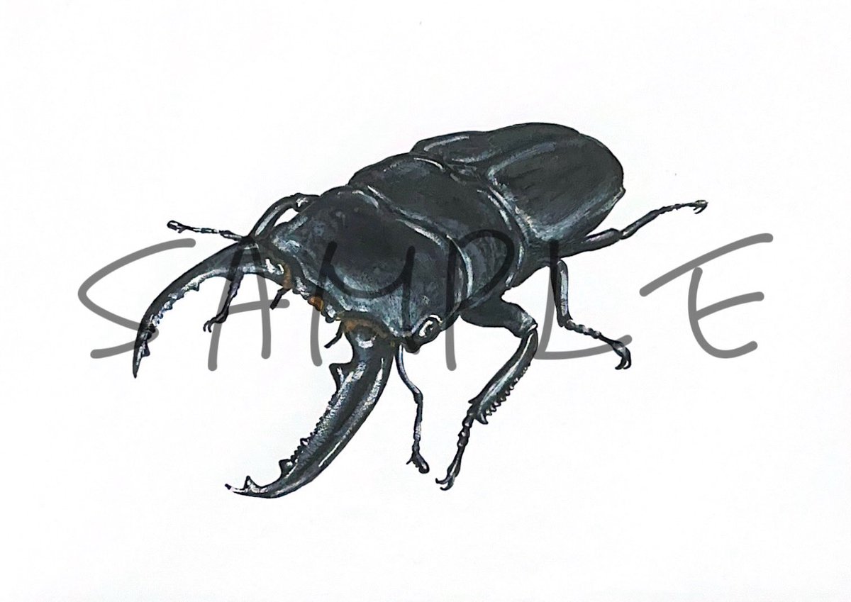 蝉P🦋蟲神器公認サポーター(ID:1164) tweet media