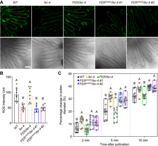 CellPressNews's tweet photo. Three PP2C phosphatases modulate FERONIA receptor kinase activity to regulate pollen–stigma interaction in Arabidopsis
https://t.co/w5C9LjlIYh 
December featured research article from #PlantCommunications  @MPlantPCom https://t.co/K7VuicYEl8