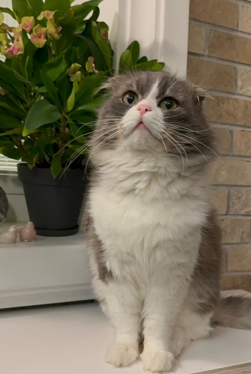 yuva🤍
ev kedisi terk edilmiş. geçici olarak alan kişinin evinde fakat alerjisi olduğu için çok kısa süre bakabilecek. zamanı kısıtlı. 

tahmini 2 yaşında erkek
istanbul
iletişim: 0535 501 64 68 veya dm💌