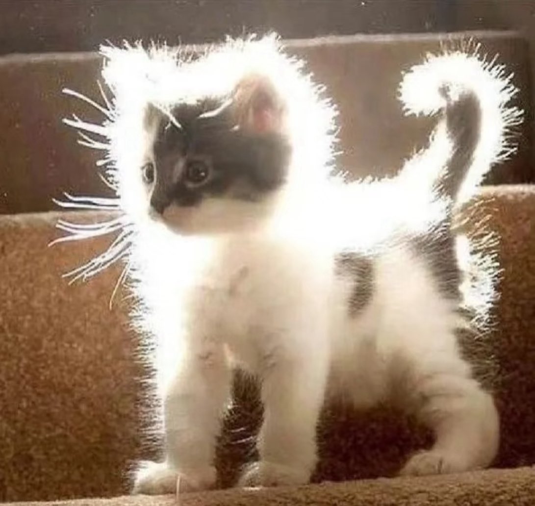 yblovesol's tweet photo. 반짝반짝 빛나는 고양이✨🐱 https://t.co/1YxwMWX3jf