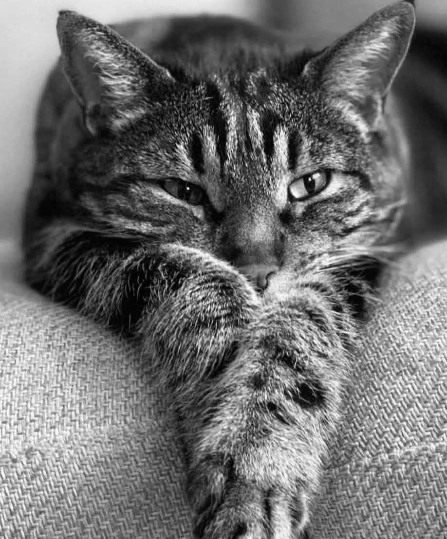 Epic Animals (@epicanimalsx) on Twitter photo 