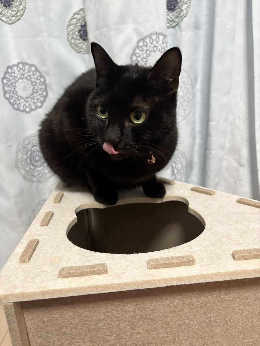 あずき🐾 (@Azuki9318) / Posts / X