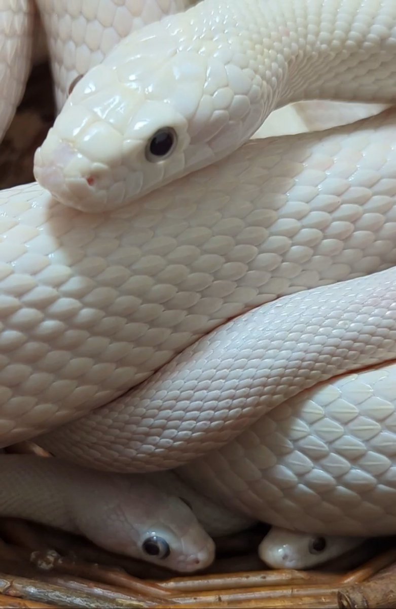 SNSは白蛇家族見てればいいよ