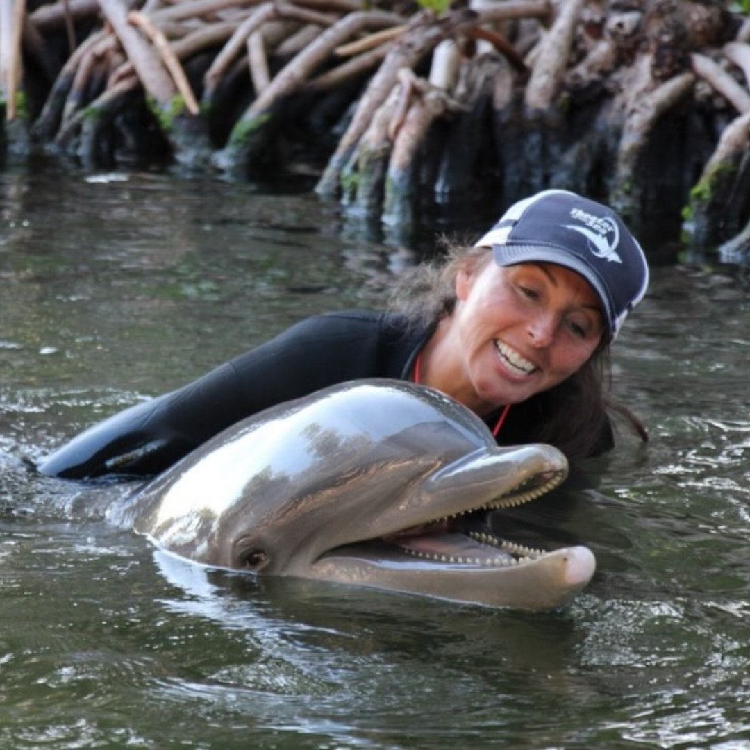 thefloridakeys's tweet image. Meet the newest residents at Theater of the Sea! 🐬 Sandy, Capri &amp;amp; Soleil have officially arrived from the former Gulf World and are settling into their new home in Islamorada. Rescued and non-releasable, they’ll now enjoy lifelong care in the #FloridaKeys.

📸: @theaterofthesea