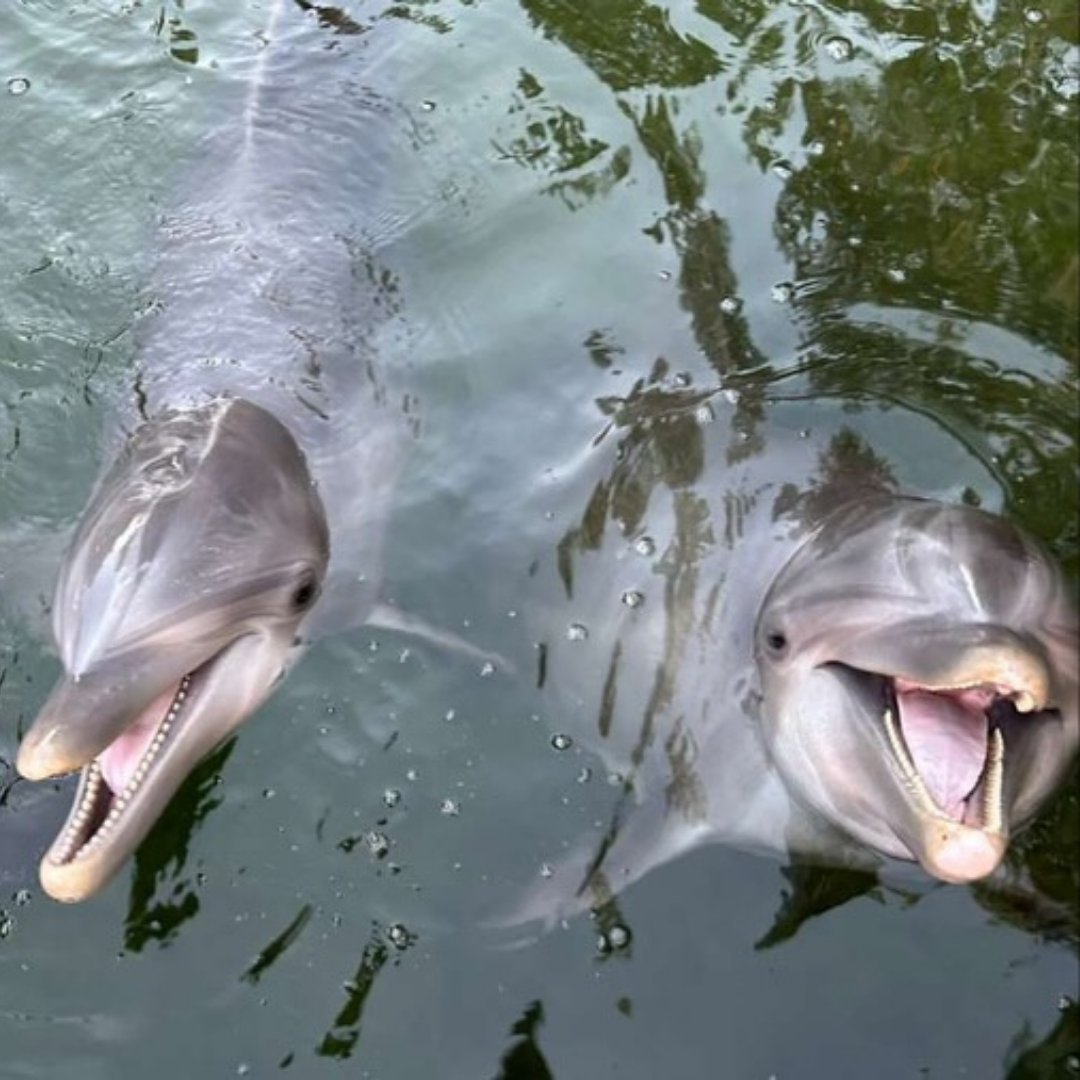 thefloridakeys's tweet image. Meet the newest residents at Theater of the Sea! 🐬 Sandy, Capri &amp;amp; Soleil have officially arrived from the former Gulf World and are settling into their new home in Islamorada. Rescued and non-releasable, they’ll now enjoy lifelong care in the #FloridaKeys.

📸: @theaterofthesea