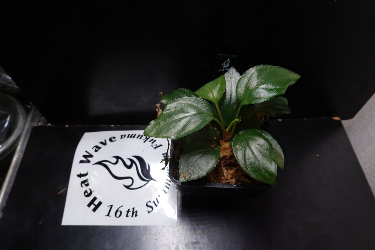 のび太 (@8PuxvOvCCRTys2f) / Posts / X