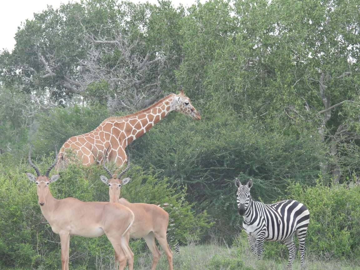 Co-existence in action 
Somali giraffes and the critically endangered hirola share the same rangelands by using nature differently—browsing and grazing in balance. Protecting habitats means protecting this harmony.#SomaliGiraffe #SaveHirola #Coexistence #Conservation
