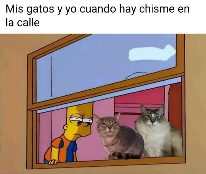 Tiofelino's tweet photo. Cómo cuando está bueno el chismecito 🐱🐾 https://t.co/pfmVfIg14P