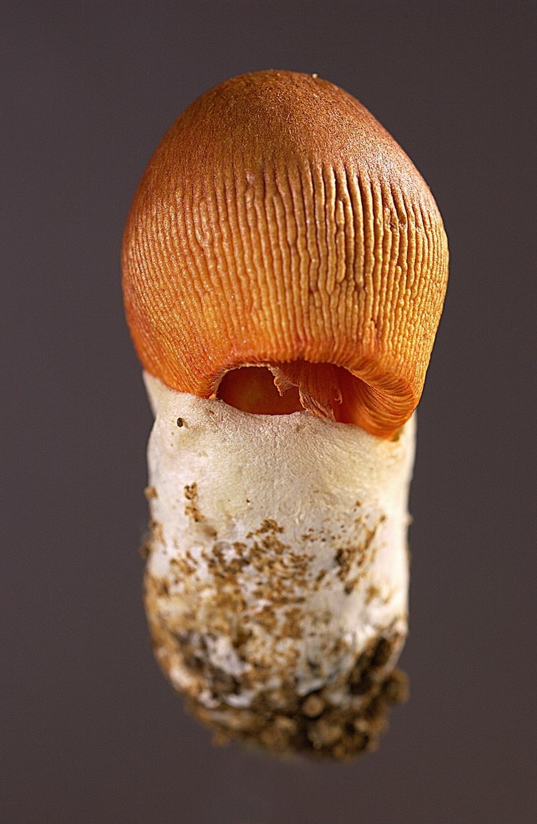 日本菌学会 (@Mycology_Japan) / Posts / X