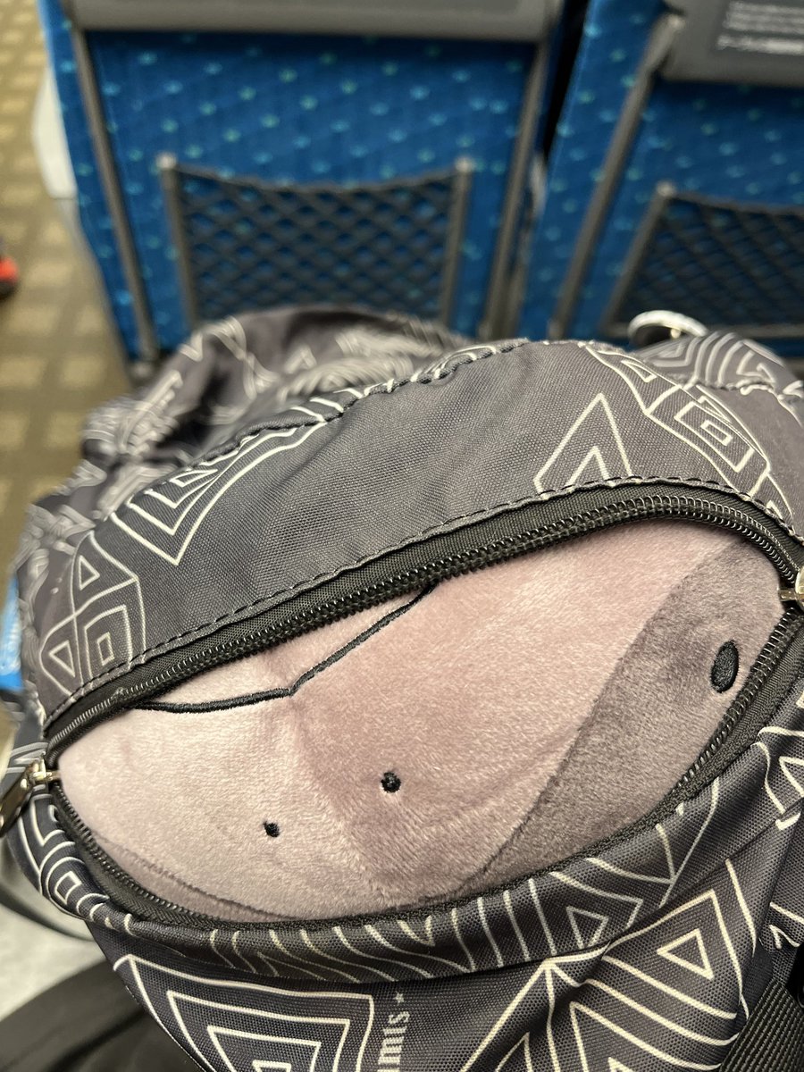 more-cats クリマ:3号館A-13 (@morecats4) / Posts / X