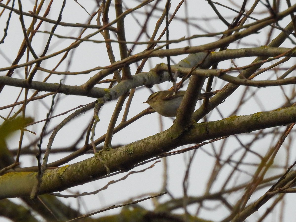 Dan Shaw tweet media