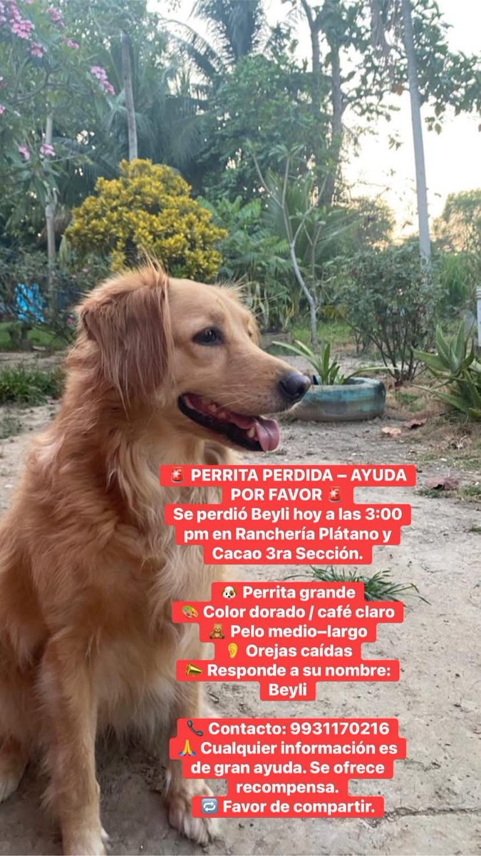 xevtfm's tweet photo. 🔴 #AlertaPerruna 🐶
Buscan a🐾 Beyli se extravió en la ranchería Plátano y Cacao 3ra sección, #Centro
📲Cualquier información con sus dueños al 9931170216 https://t.co/SMv7uUcrwL