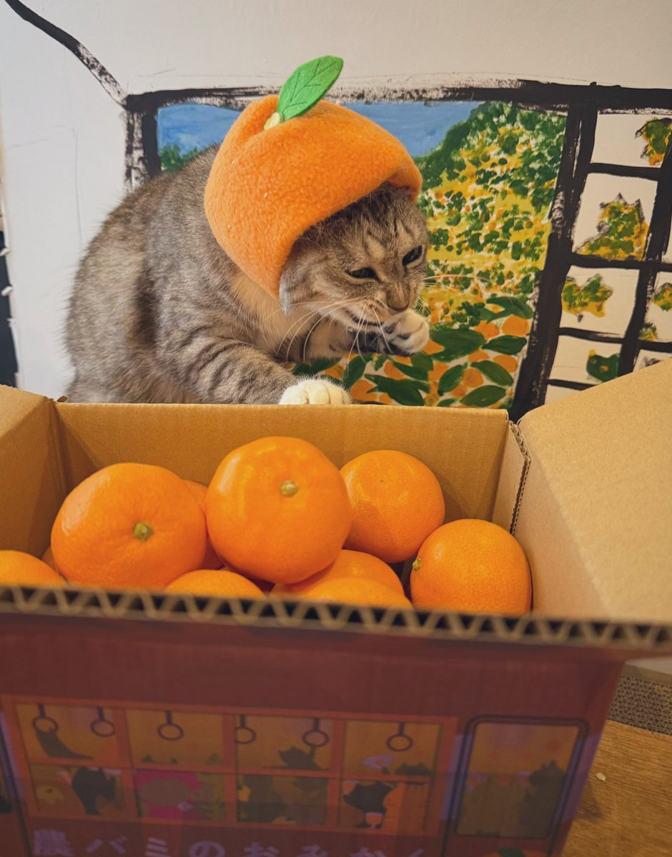 猫ちゃん飼ってる人にとっては常識だと思うけど、柑橘類に含まれる