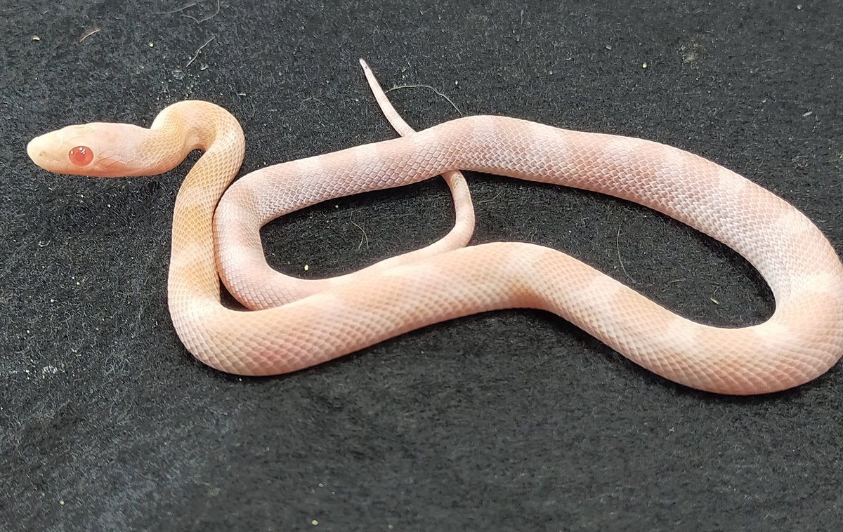 ナミヘビ布教型即売会Snake complex (@sunekon2024) / Posts / X