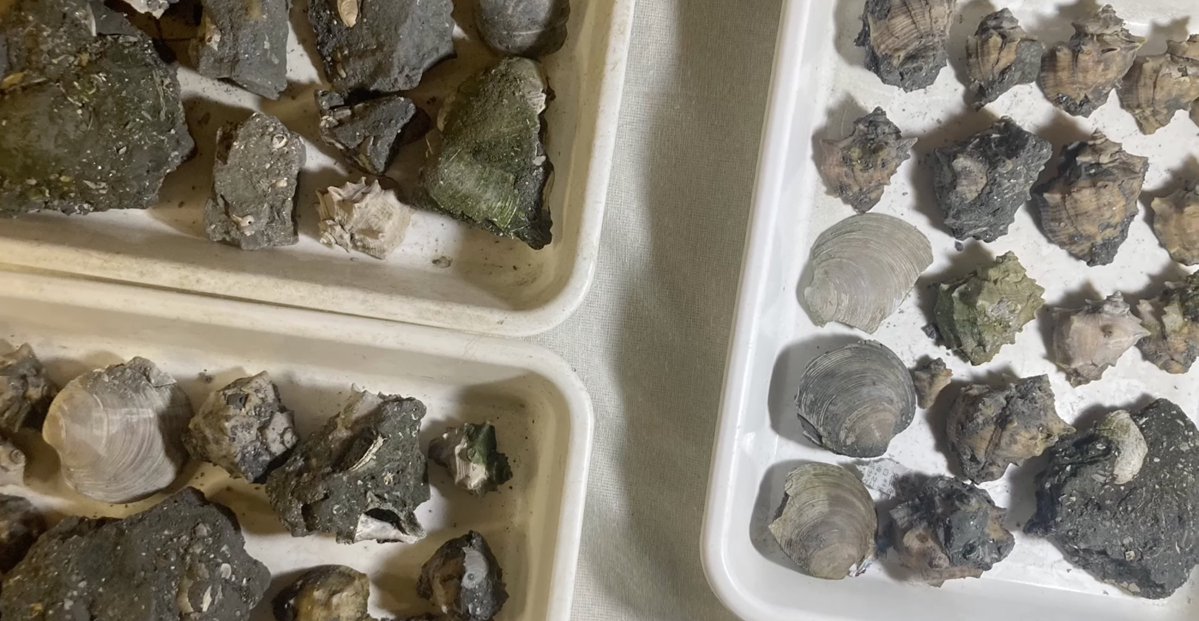 化石乙史 Japan fossil hunters ⚒ (@kasekiotushi) / Posts / X