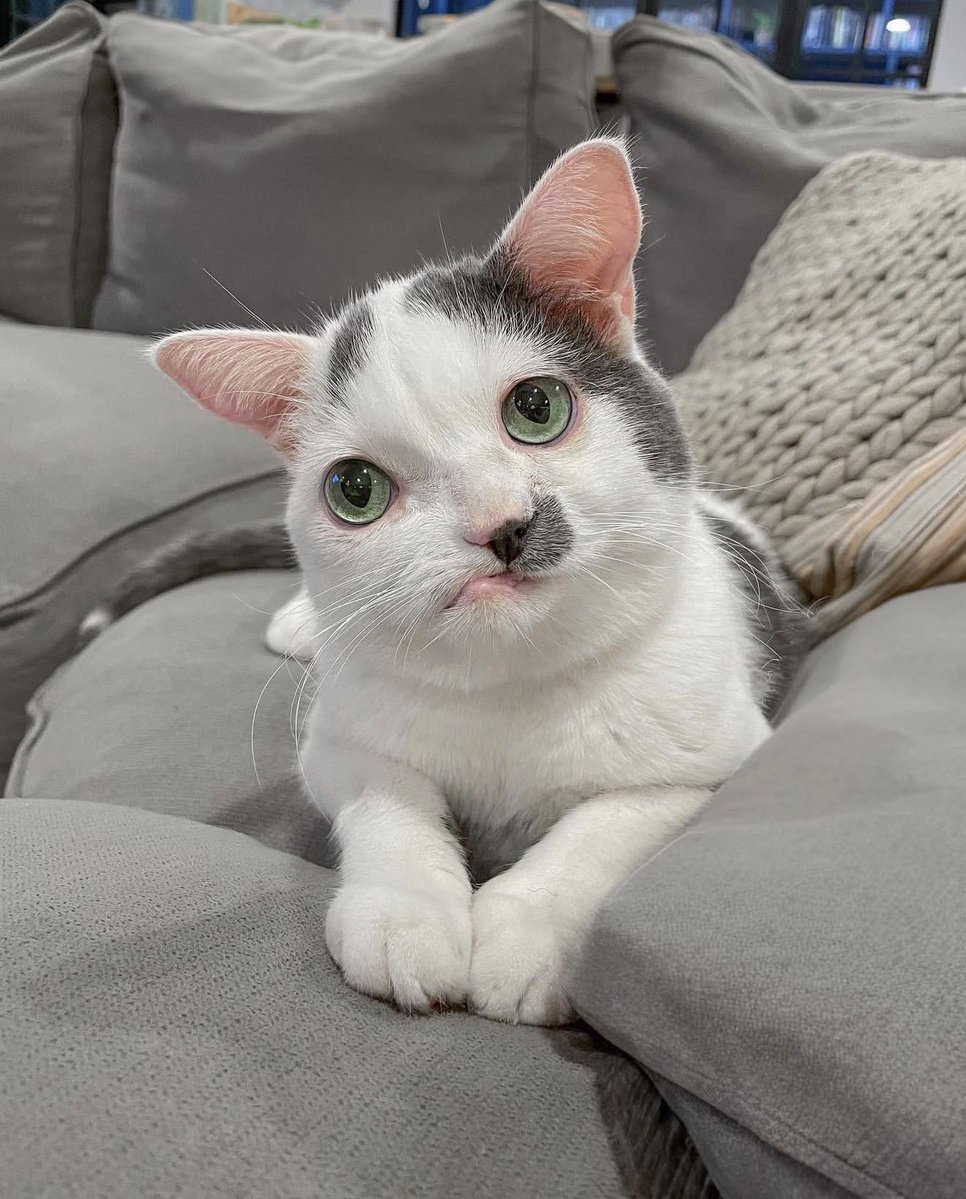 depressionlesss's tweet image. Say hi to Pokee or have a terrible 2026