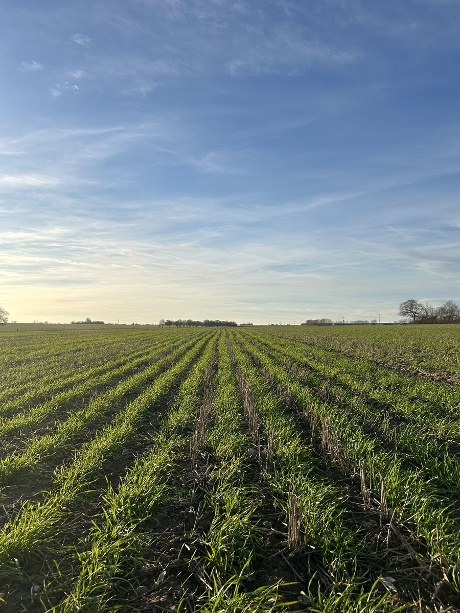 Louis Stephenson tweet media