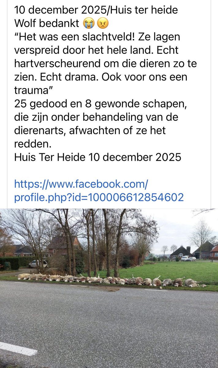 Twee vragen :
*Stonden de schapen achter een deugdelijk wolfwerend hek zoals wettelijk verplicht is?
*Wat was de eigenaar zelf van plan met de schapen en op welke termijn? 🐑