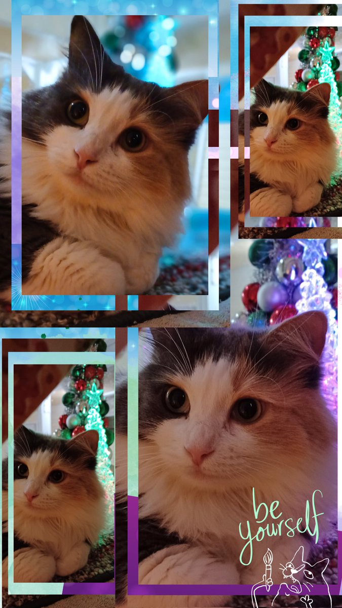 Happy Sunday, Funday! Everypawdy!! We were all made unique and carry special gifts, be you, express yourself! The world needs you! #beyourself #gifted #SundayThoughts #SundayMorning #HolySpirit #CatsLover #CatsOfX #Transformación #peaceofgod