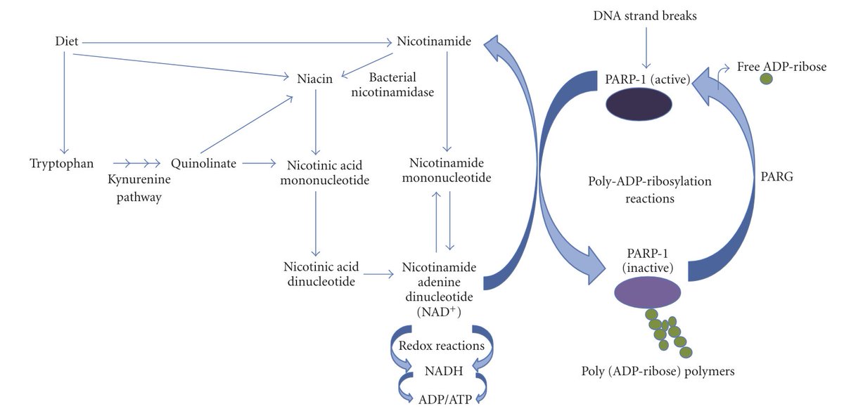 Helios_Movement's tweet image. NAD+ and glutathione are two extremely important molecules affecting:
-Energy production
-DNA repair
-Sirtuins and gene expression
-Immune function
-Liver function
-Regeneration of antioxidants
-Brain function
-Hormonal health
and much more, whether that's called our skin and…