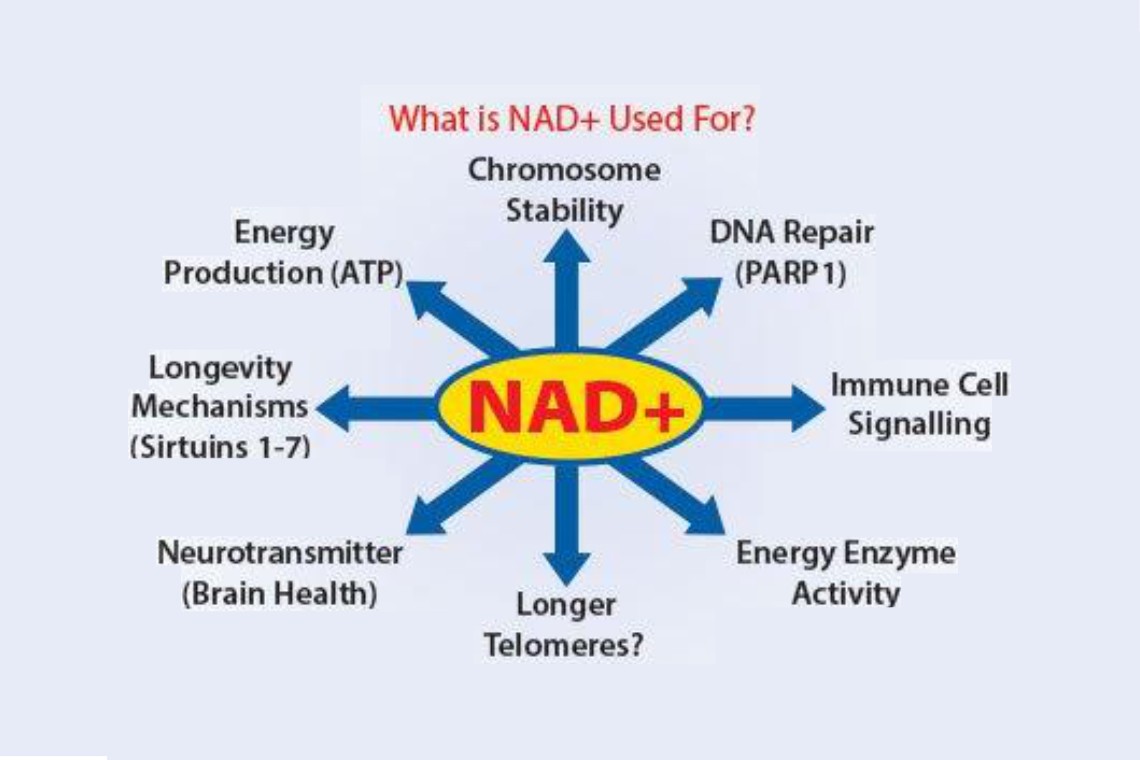 Helios_Movement's tweet image. NAD+ and glutathione are two extremely important molecules affecting:
-Energy production
-DNA repair
-Sirtuins and gene expression
-Immune function
-Liver function
-Regeneration of antioxidants
-Brain function
-Hormonal health
and much more, whether that's called our skin and…