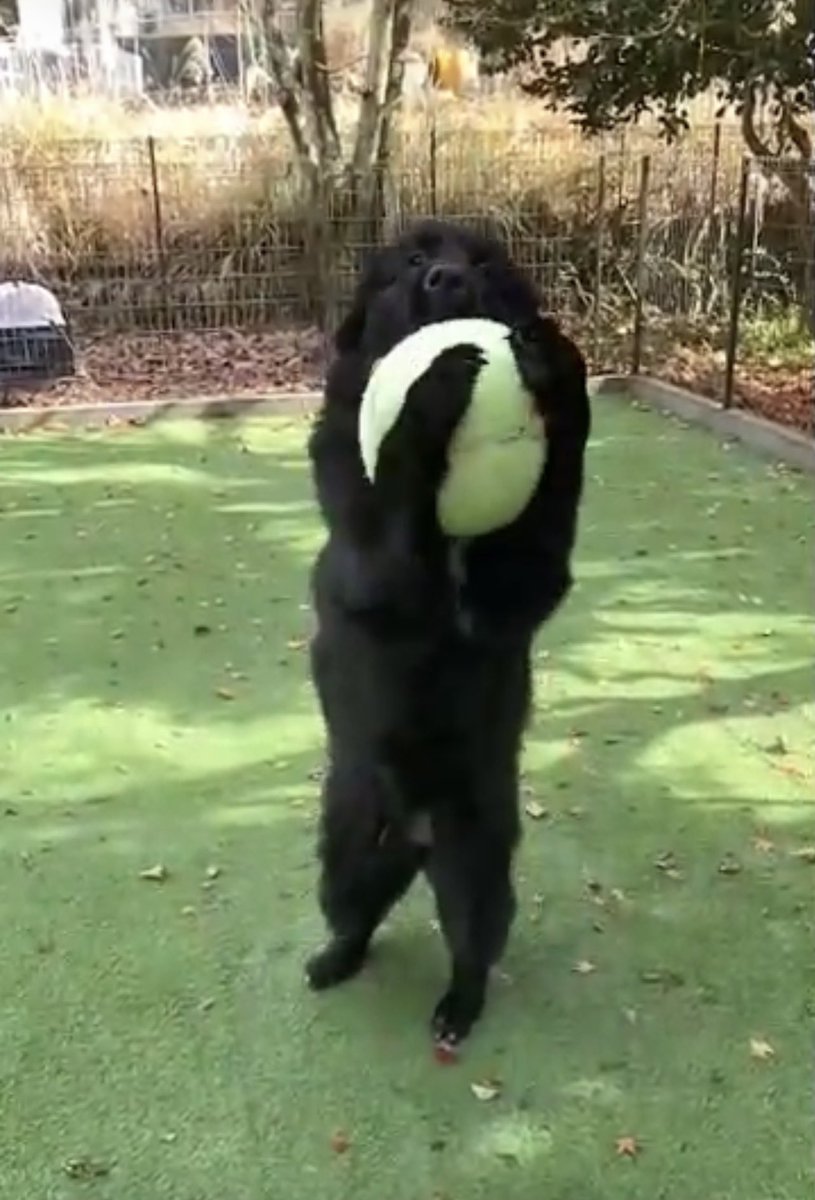 hirosawatadashi's tweet image. 両手で取りに行く

#koguma #nicecatch #newfoundland #超大型犬 #顔