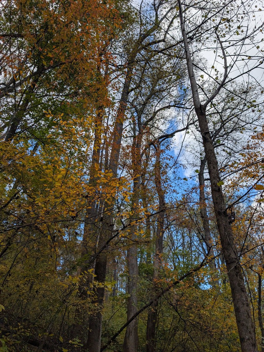 The Journey to Patience 12/14/25 – Hike 10/20/25

A walk in Nature helps restore one’s balance so patience is possible.

In life, challenges abound. I gained insight, help and understanding reading the New Message. Questions about life, the universe and these strange times?