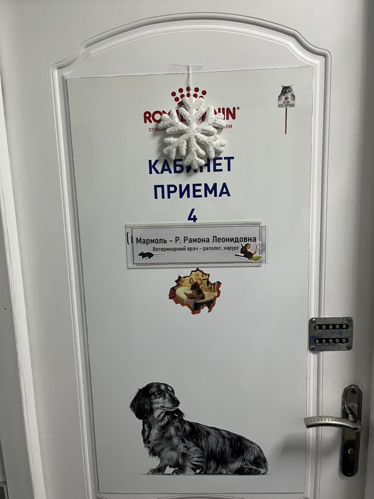 Машинке будут прокалывать перепонку 🥲 капанье в уши не помогло. Ждем. Крысовы такие крысовы