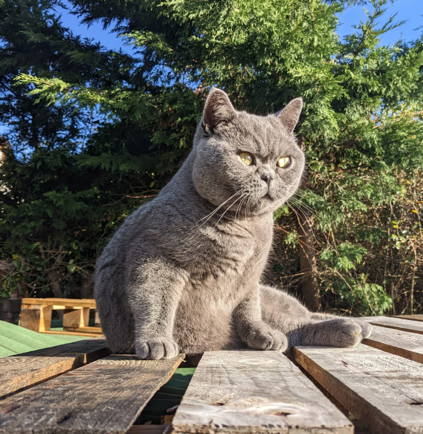 CatCall_UK's tweet image. Have you seen this handsome Cat missing from Harold Road Hastings, see details and contact information catcall.org.uk/lost-and-found…
#CatMissinginHastings #MissingCat #CatCall #GettingCatsHome #Caring4Cats #CatRescue #lovecats