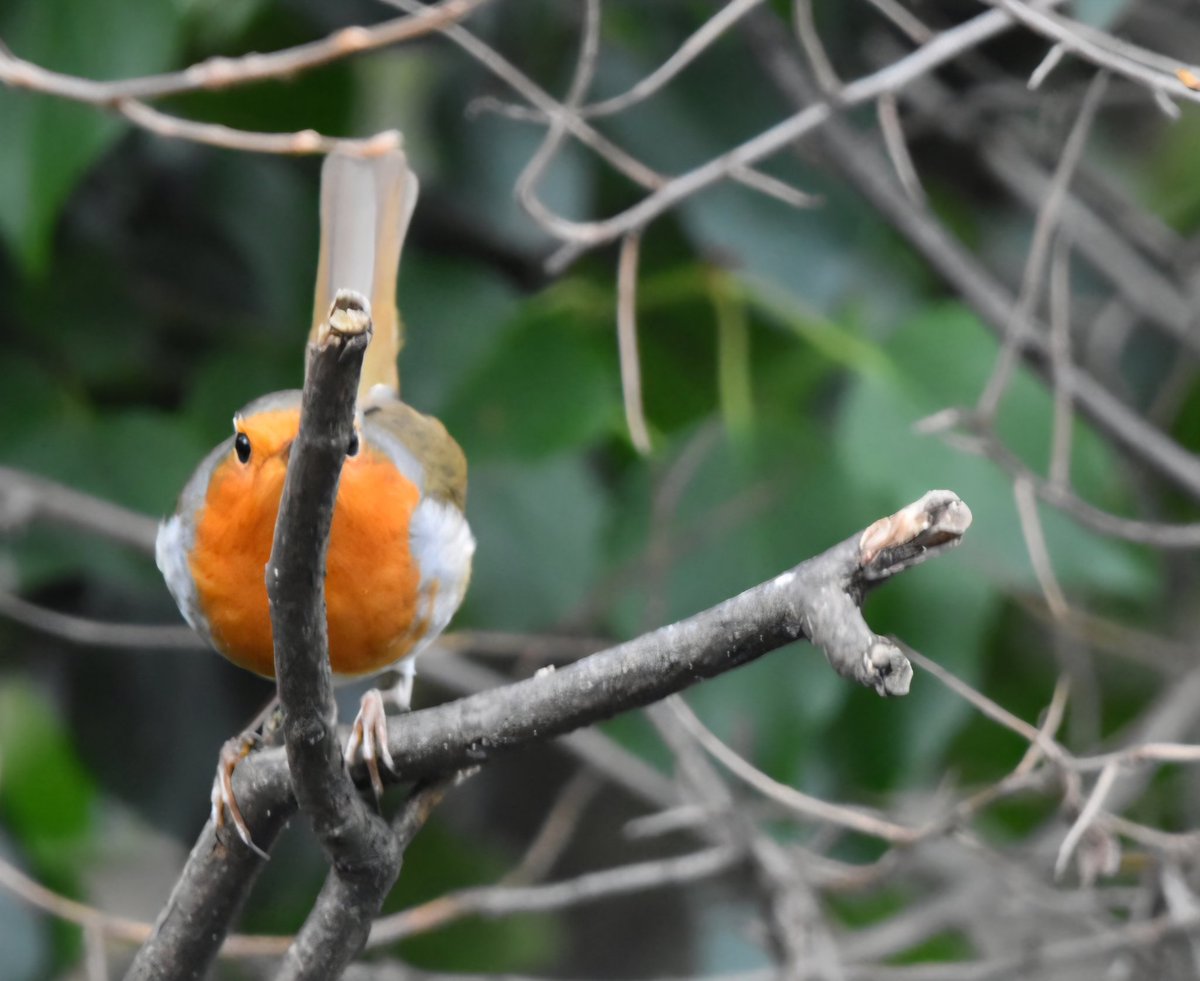 Stuart Renshall tweet media