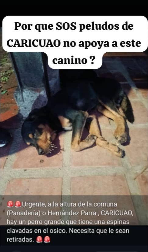 yara calcagno tweet media