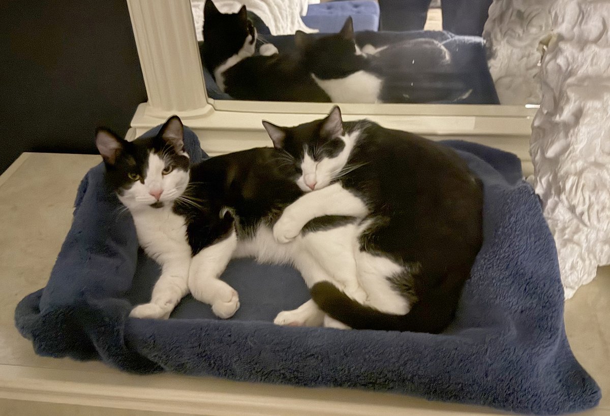 The new "Office Cats; Ringo &amp; Doc" at the Bitchin Ranch. After a month without the "office Cat" Katie Kitty (now buried on a hilltop overlooking Lake Oroville!) we have adopted Doc &amp; Ringo. We're looking forward to many years of "adventures" with our new family