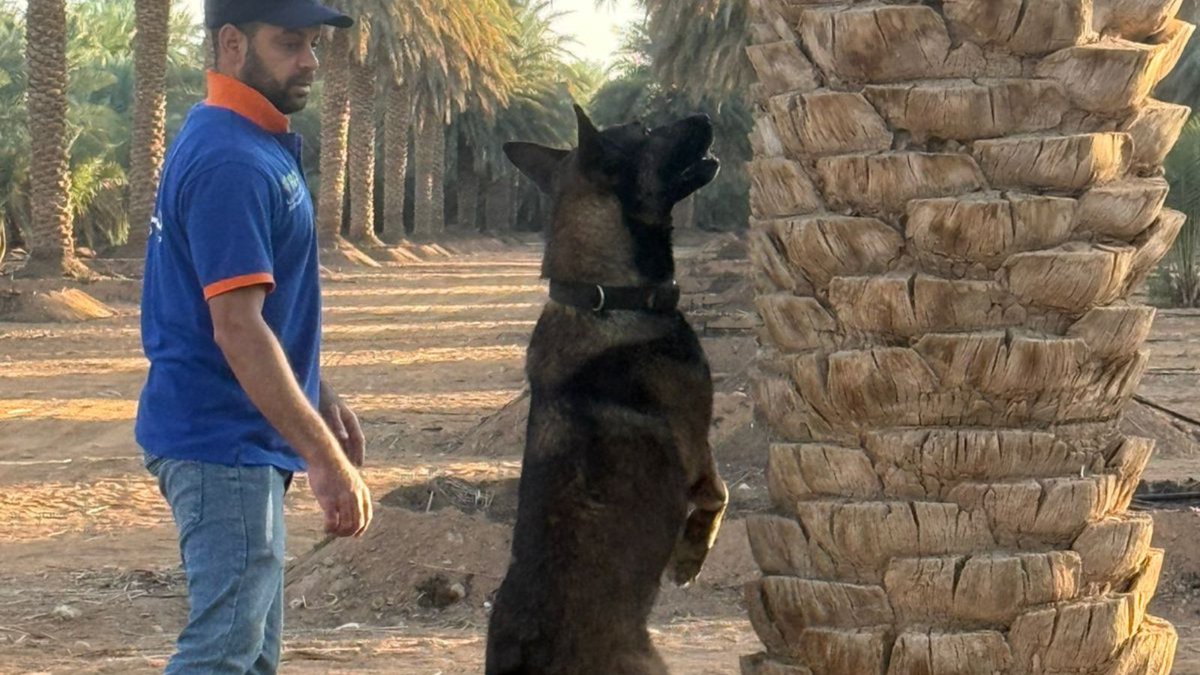 BugVape's tweet photo. إن تقنية بَجْ فيب BugVape  هي ناتج سنوات من العمل الدؤوب في قسم الابتكار والتطوير بشركة K2 Europe  بالتعاون مع نخبة من العلماء المتخصصين في الجامعات والمراكز البحثية لفتح المجال المعرفي  والفهم العميق للقدرات الشمية الاستثنائية للكلاب  في الكشف وتحديد  الإصابة في أطوارها الأولى https://t.co/vJKGUmPwf5