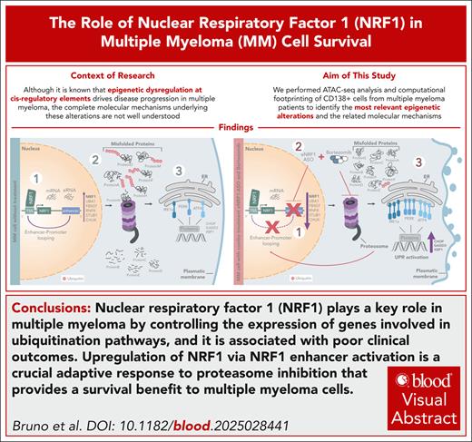 BloodPortfolio's tweet photo. NRF1 orchestrates essential functions in MM by targeting gene promoters linked to ubiquitination and predicts poor outcome prognosis. Read the full article in Blood: https://t.co/RS7LpcRONl https://t.co/ETkAVYOHst
