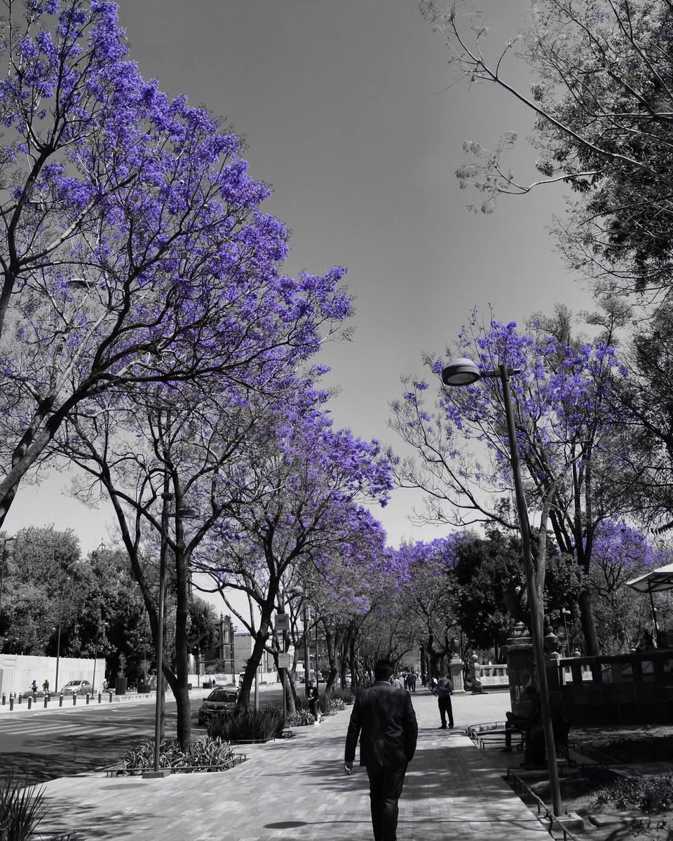 Alameda Central 🪻🪻