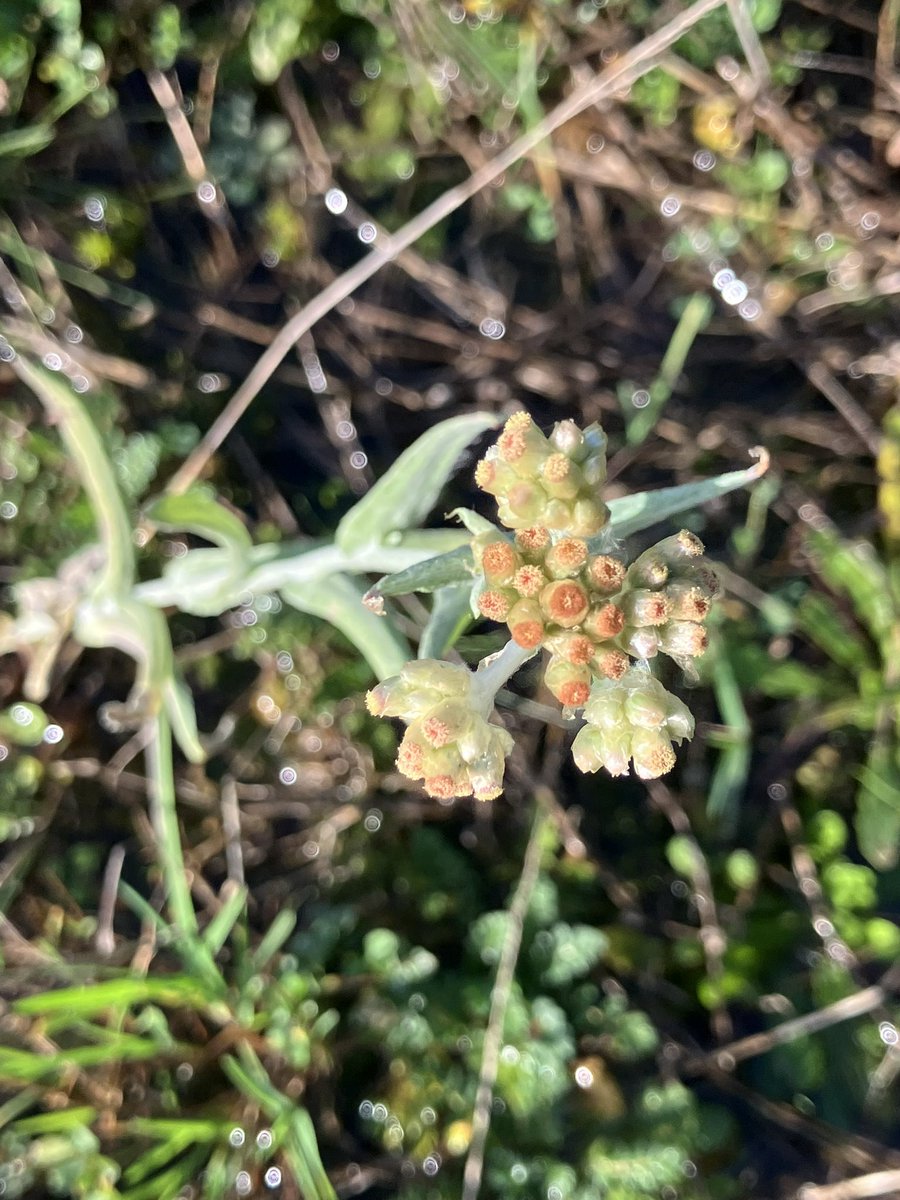 dogdoughty's tweet photo. #Wildflowehour immense amounts of Jersey Cudweed flowering across Fawley Power Station in Hampshire, I’m finding it everywhere even in Coventry, I don’t think it needs to be on Schedule 8 anymore https://t.co/SkwZpQfXJC