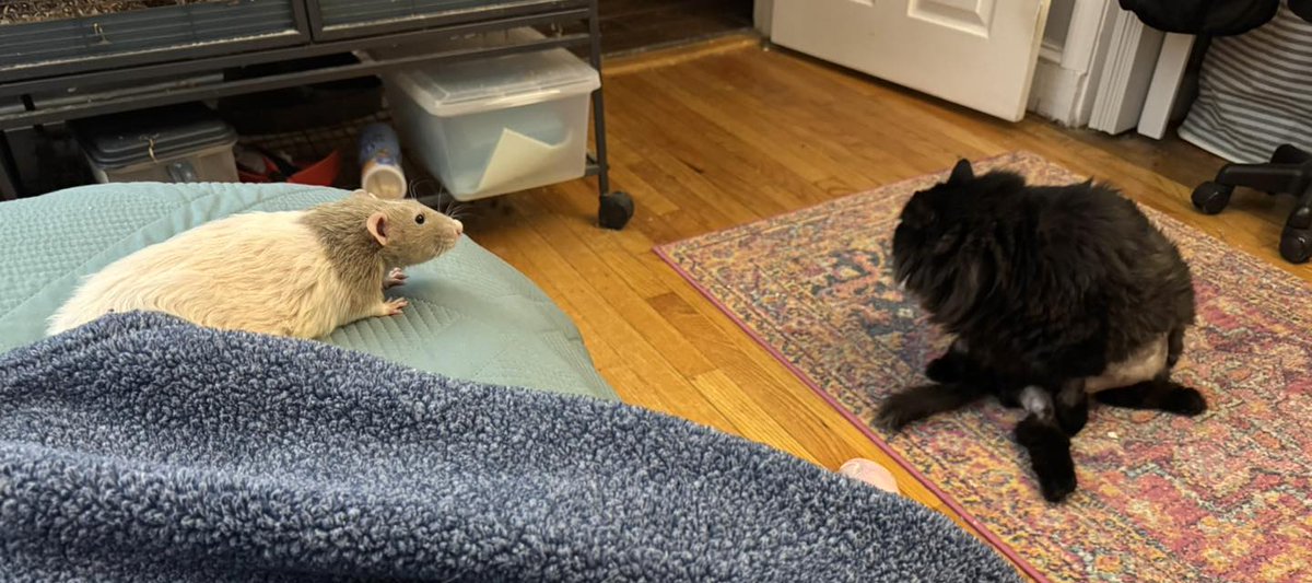 Nibbles sez: What in God's name is that?? #Ratville #LifeWithCats