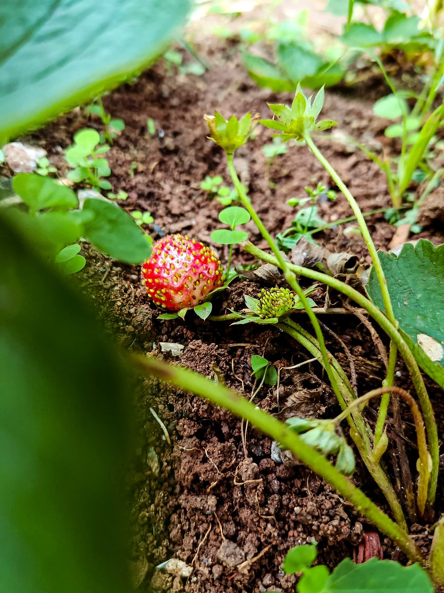 Strawberries cultivated in Sangmelima, Cameroon 🇨🇲