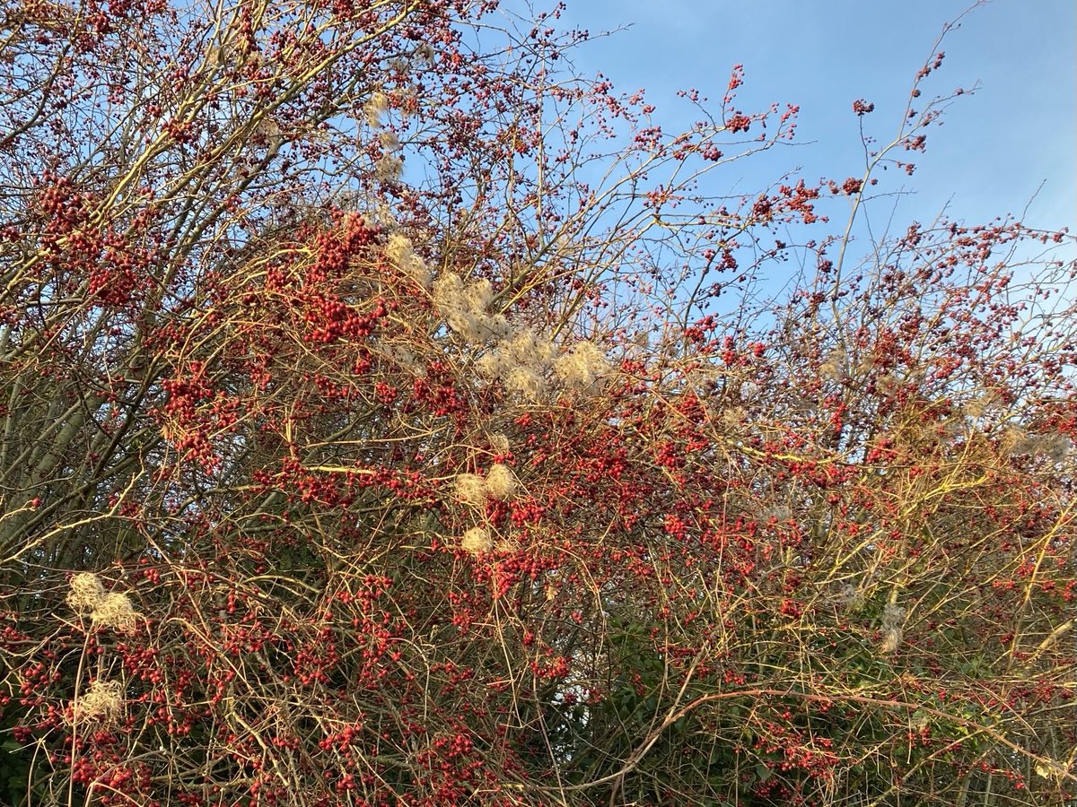 Perfect combination of hawthorn (Crataegus monogyna) and old man’s beard (Clematis vitalba) in a Hampshire hedgerow yesterday. #wildflowerhour ⁦<a href="/wildflower_hour/">wildflowerhour</a>⁩